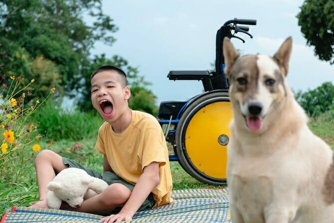 Therapiebegleithunde Trainer Ausbildung - glücklicher Junge mit Rollstuhl spielt mit einem Hund auf einer Picknickdecke