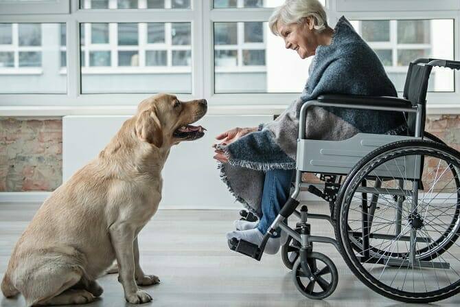 Therapiebegleithunde Trainer Ausbildung - zufriedene ältere Frau im Rollstuhl verbringt Zeit mit einem Hund