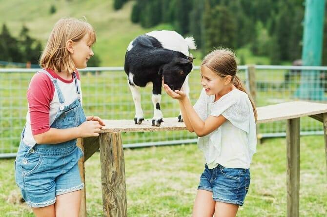Tiergestützte Arbeit Ausbildung - 2 Mädchen spielen mit Ziege in der Natur