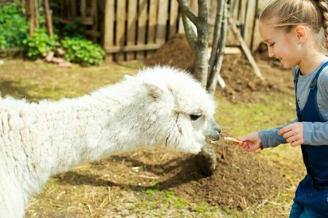 Tiergestützte Arbeit Ausbildung - blondes Mädchen füttert Lama auf Lamafarm