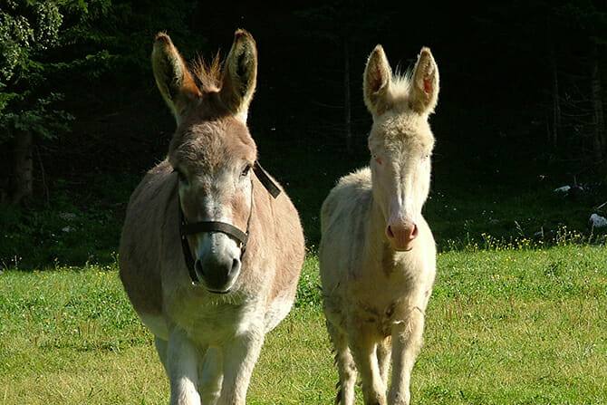 Tiergestützte Arbeit Ausbildung - Esel mit jungem Esel auf einer grünen Wiese