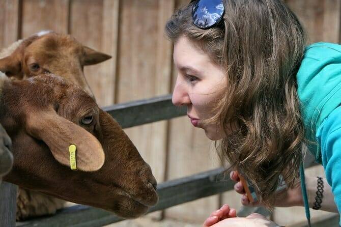 Tiergestützte Arbeit Ausbildung - Frau nimmt über den Zaun Kontakt mit einem braunen Schaf auf