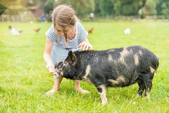 Tiergestützte Arbeit Ausbildung - glückliches junges Mádchen kümmert sich um Hausschwein auf einer grünen Weide