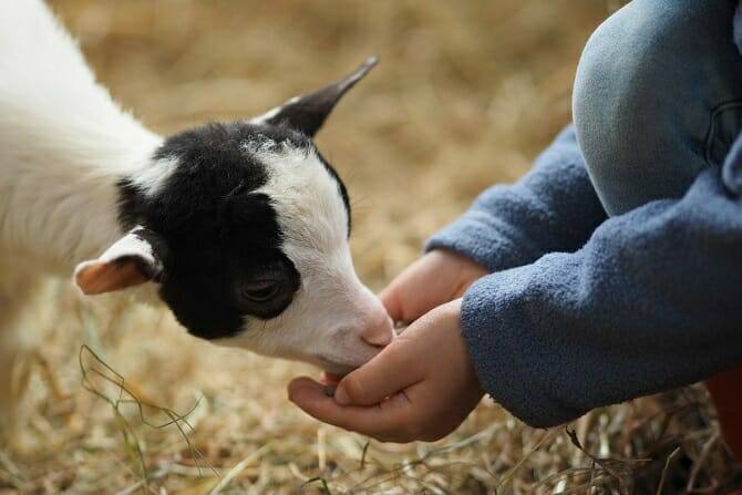 Tiergestützte Arbeit Ausbildung - junge Ziege frisst aus Kinderhand