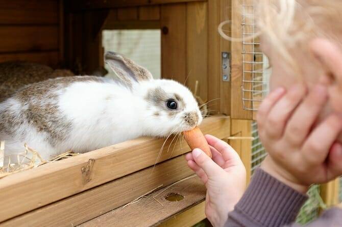 Tiergestützte Arbeit Ausbildung - junges Mädchen füttert Hasen mit einer Karotte
