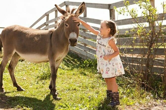 Tiergestützte Arbeit Ausbildung - junges Mädchen im Sommer streichelt Esel auf einer Farm