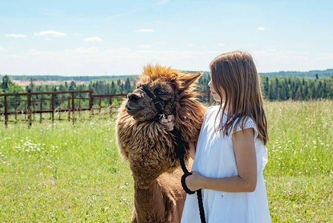 Tiergestützte Arbeit Ausbildung - junges Mädchen mit Alpaka einer Alpakafarm auf der Weide