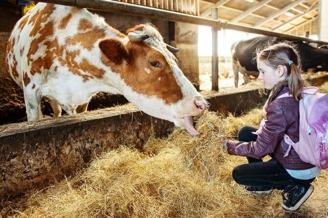 Tiergestützte Arbeit Ausbildung - Mädchen mit braunen Haaren und Rucksack füttert Kuh im Kuhstall