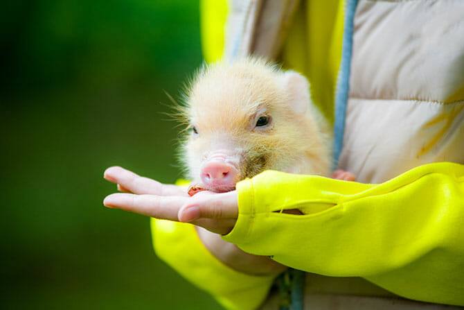 Tiergestützte Arbeit Ausbildung - süßes Ferkel frisst aus der Hand
