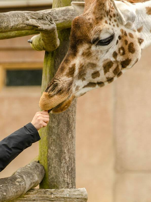 Tiertrainer Ausbildung - Giraffe im Zoo wird von blonder Frau gefüttert