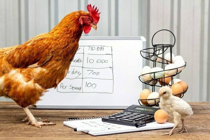 Tiertrainer Ausbildung - Henne und Küken beim Business Meeting
