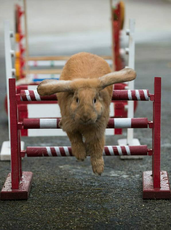 Tiertrainer Ausbildung - Kaninhop über rot-weißes Hindernis