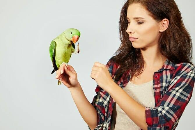 Tiertrainer Ausbildung - Papagei wird von Frau mit braunen Haaren gefüttert