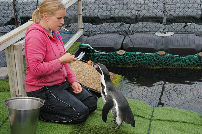 Tiertrainer Ausbildung - Pinguin Target Training