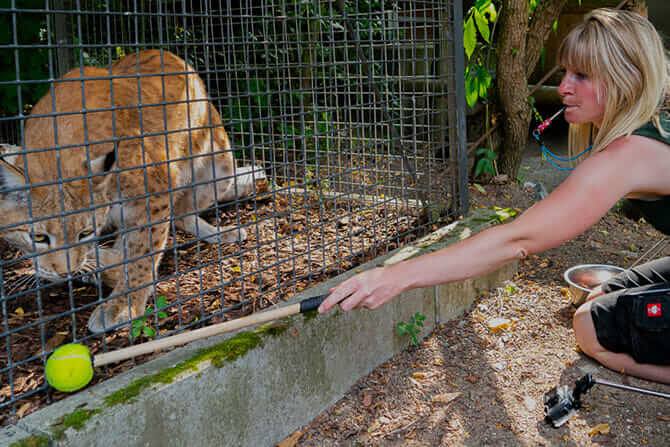 Tiertrainer Ausbildung - Target Training Luchs im Zoo