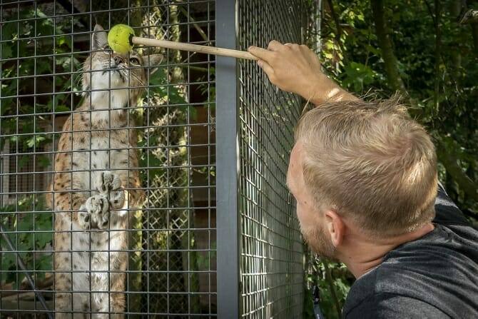 Tiertrainer Ausbildung - Tiertrainer beim Target Training mit einem Luchs im Zoo