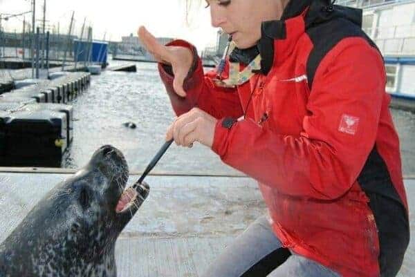Tiertrainer Ausbildung - Tiertrainerin putzt einer Robbe die Zähne