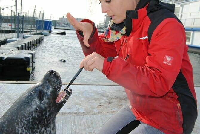Tiertrainer Ausbildung - Tiertrainerin putzt einer Robbe die Zähne
