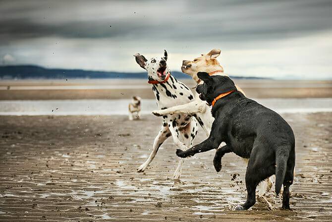 Verhaltensmedizinische Tierpsychologie Ausbildung - drei kämpfende Hunde am Strand