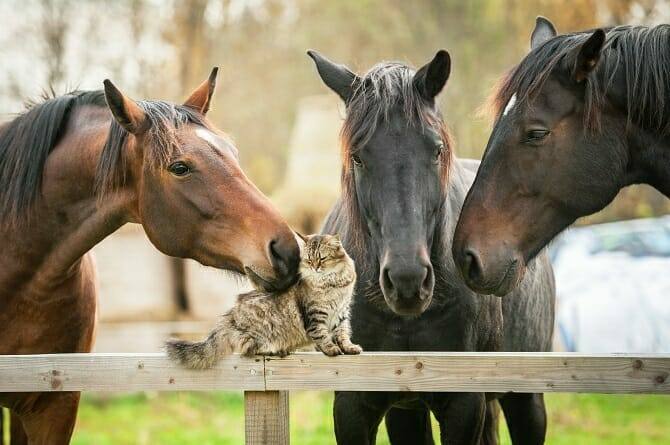 Verhaltensmedizinische Tierpsychologie Ausbildung - drei Pferde beschnuppern eine Katze