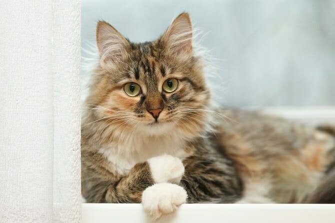 Verhaltensmedizinische Tierpsychologie Ausbildung - entspannte Katze liegt auf der Fensterbank