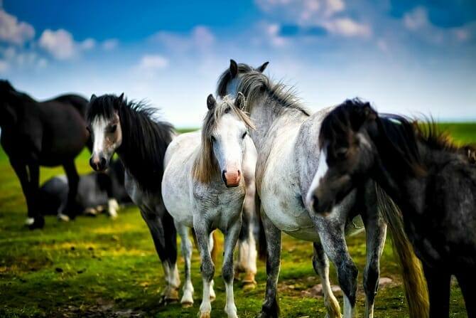 Verhaltensmedizinische Tierpsychologie Ausbildung - Gruppe wilder Pferde in der Natur