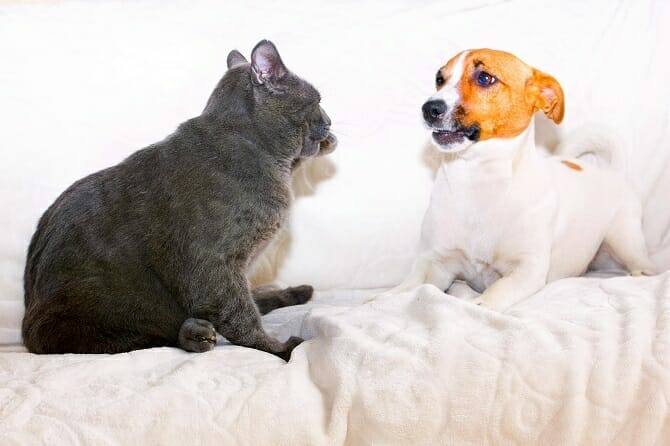 Verhaltensmedizinische Tierpsychologie Ausbildung - Jack Russel Terrier und graue Katze kommunizieren