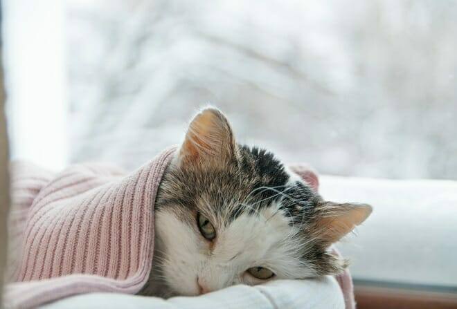Verhaltensmedizinische Tierpsychologie Ausbildung - Katze liegt in einer Decke eingewickelt im Winter auf der Fensterbank