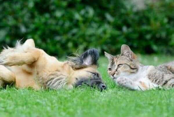 Verhaltensmedizinische Tierpsychologie Ausbildung - Katze und Hund liegen gemeinsam auf einer grünen Wiese im Garten