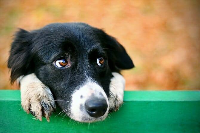Verhaltensmedizinische Tierpsychologie Ausbildung - trauriger Hund auf einer Parkbank