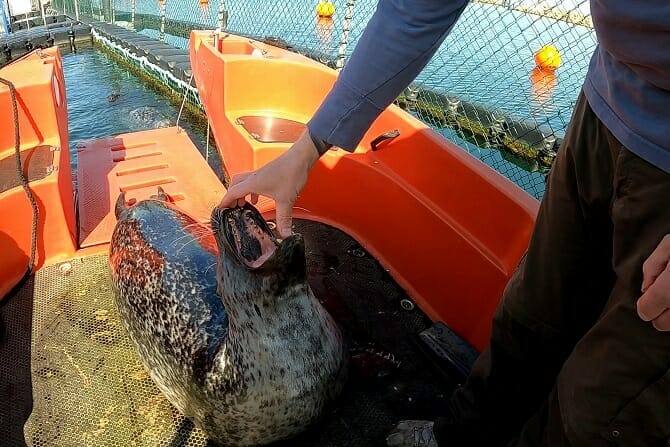 Tiertrainer Ausbildung - Robbe mit geöffnetem Maul auf einem Boot