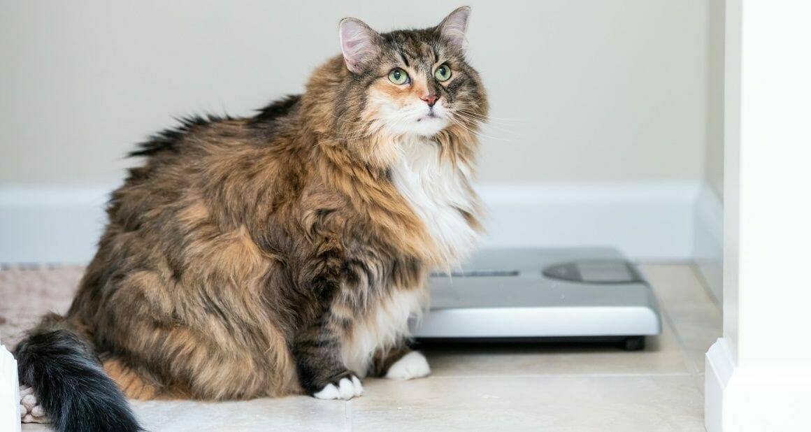 Abnehmtipps für übergewichtige Katzen