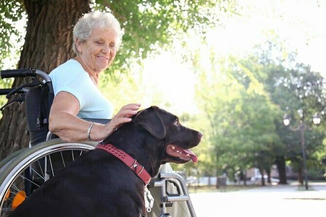 Assistenzhundetrainer Ausbildung - ältere Dame im Rollstuhl mit Assistenzhund