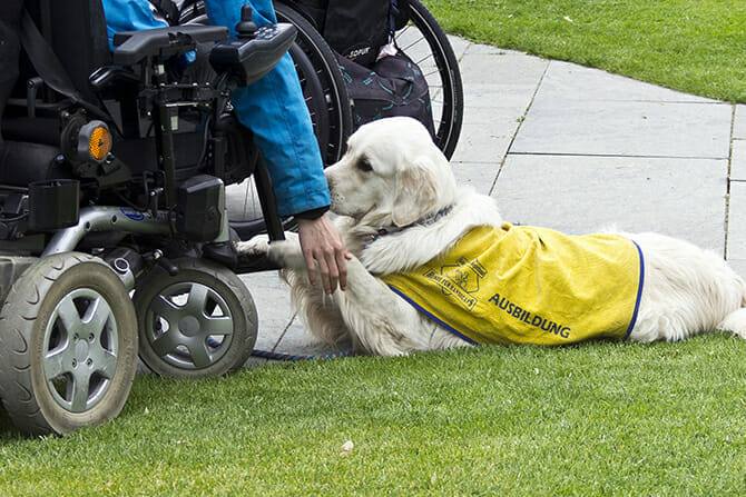 Assistenzhundetrainer Ausbildung - Assistenzhund am Rollstuhl