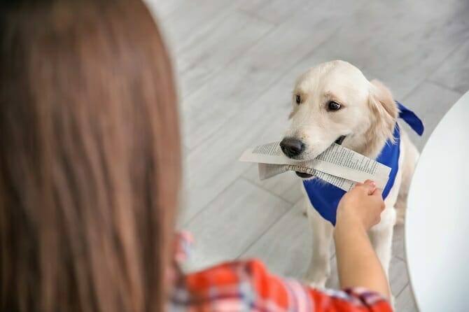 Assistenzhundetrainer Ausbildung - Assistenzhund bringt die Zeitung