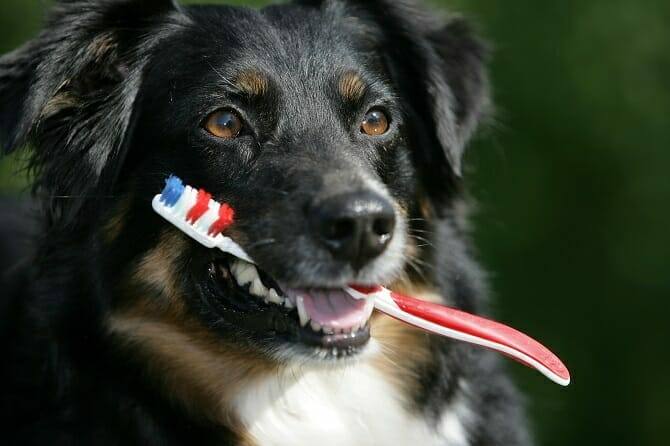 Assistenzhundetrainer Ausbildung - Assistenzhund bringt Zahnbürste