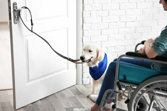 Assistenzhundetrainer Ausbildung - Assistenzhund hilft Mann im Rollstuhl beim Öffnen der Tür