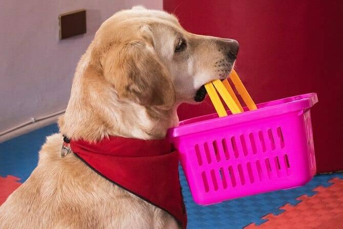 Assistenzhundetrainer Ausbildung - Assistenzhund in der Arbeit mit Kindern