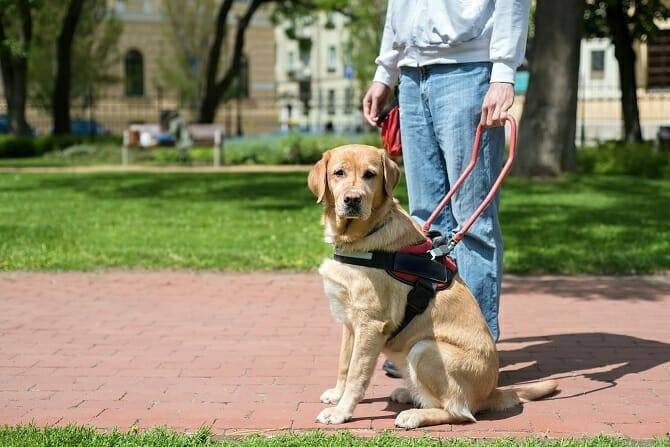 Assistenzhundetrainer Ausbildung - Assistenzhund und blinder Mann in der Stadt