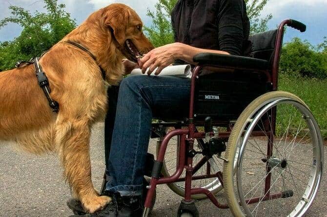Assistenzhundetrainer Ausbildung - Begleithund steht vor Frau im Rollstuhl