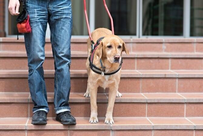 Assistenzhundetrainer Ausbildung - Blindenführhund hilft Mann Treppe hinunter