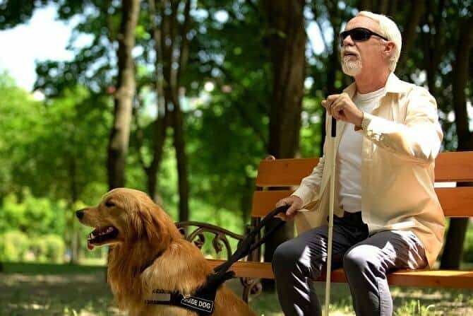 Assistenzhundetrainer Ausbildung - blinder Senior mit Assistenzhund beim Aufstehen von Parkbank
