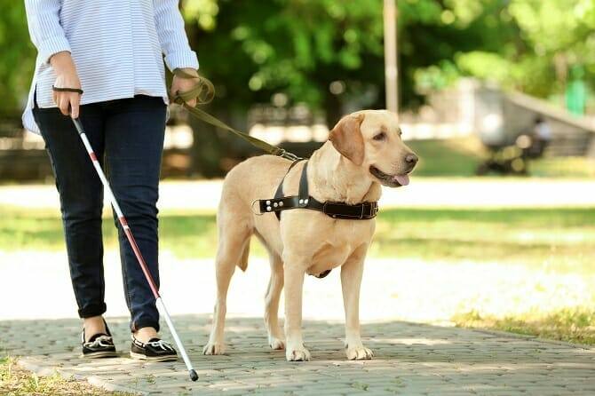 Assistenzhundetrainer Ausbildung - Frau mit Blindenführhund im Park