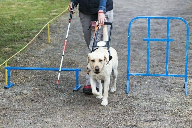Assistenzhundetrainer Ausbildung - Golden Retriever führt Blinden an Hindernis vorbei