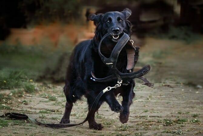 Assistenzhundetrainer Ausbildung - Hund trägt sein Geschirr mit Leine im Maul