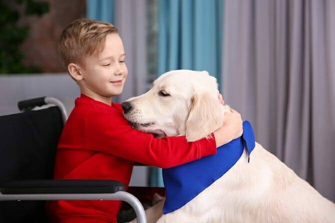 Assistenzhundetrainer Ausbildung - Junge im Rollstuhl umarmt weißen Hund