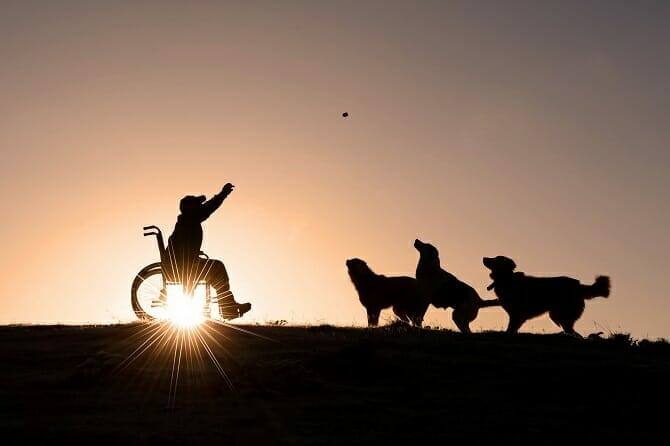 Assistenzhundetrainer Ausbildung - Mann im Rollstuhl spielt Ball mit 3 Hunden im Sonnenuntergang