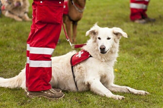 Assistenzhundetrainer Ausbildung - Rettungshund im Einsatz