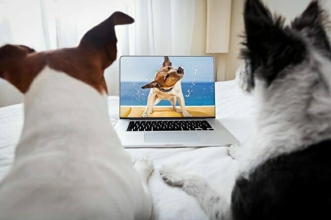 ATN Online Campus - zwei Hunde schauen Online Video über Hunde an - aus der Praxis für die Praxis