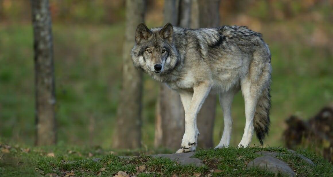 Auf den Wolf gekommen